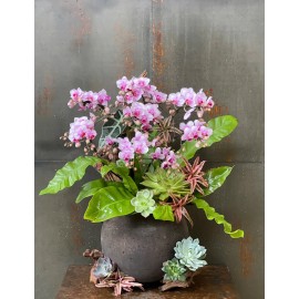 CHẬU LAN HỒ ĐIỆP MINI HỒNG